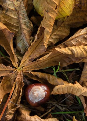 Acorn sitting among dried leaves.