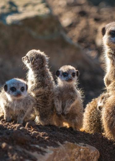 group of meerkats.