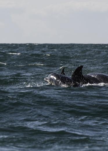 Cardigan Bay Dolphins in the sea.