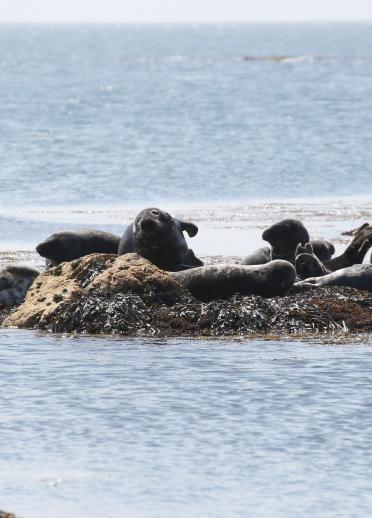Seals on Bardsey Island, North Wales