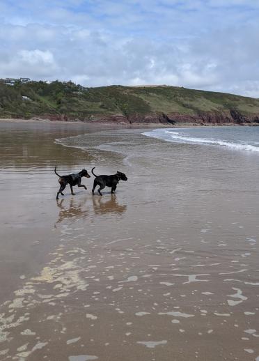Two dogs running in the surf on a beach with land in the background