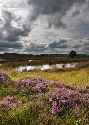 Dark clouds above a wet bog with heather flowers