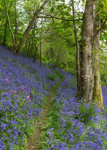 Bluebells growing in a wooded area