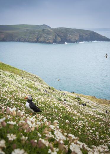 A puffin sat amongst a carpet of pale flowers.