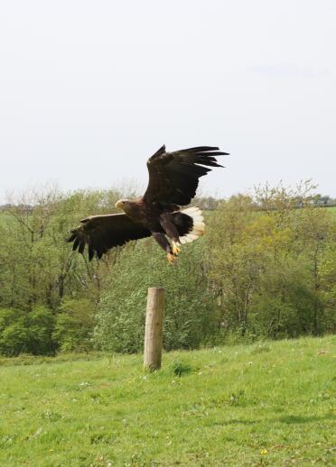 An eagle in flight at a falconry display. 