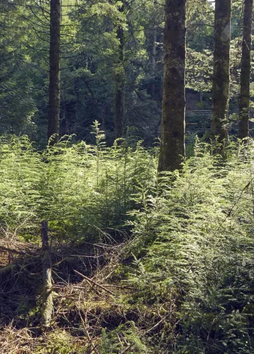 Pine trees and the rugged terrain 