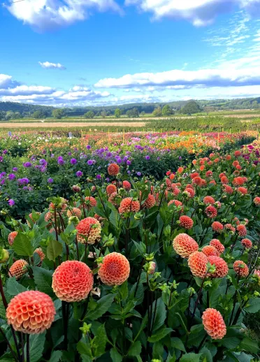 Colourful dahlia flower field stretching across the countryside under a blue sky.