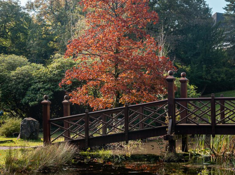 An attractive wooden footbridge over a lake with autumnal red tree behind it