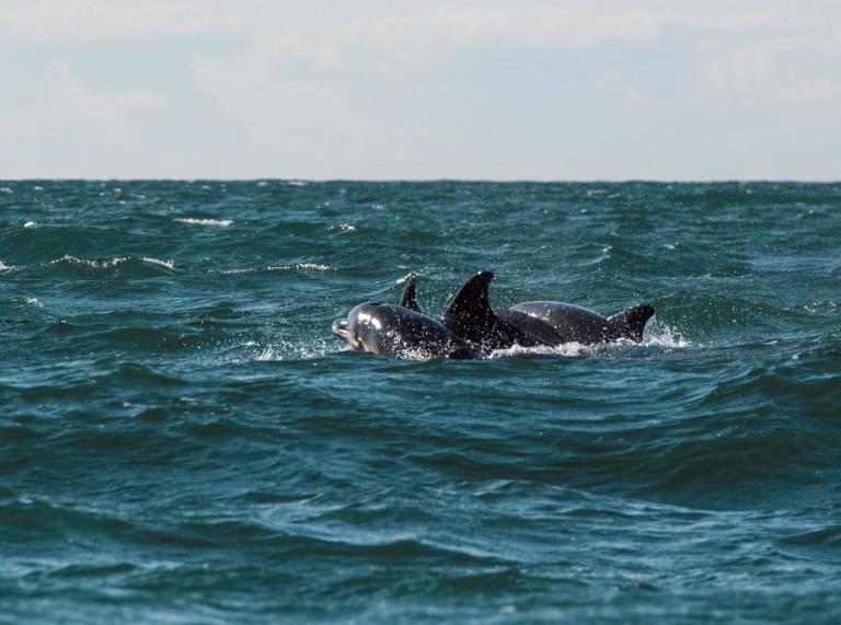Dolphins swimming in the sea along Cardigan Bay.