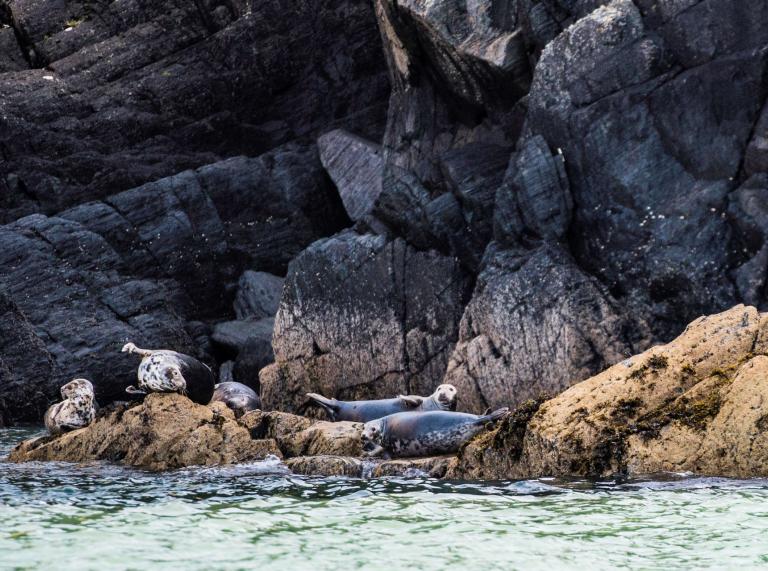 Seals resting on the rocks by the sea in Cardigan Bay.