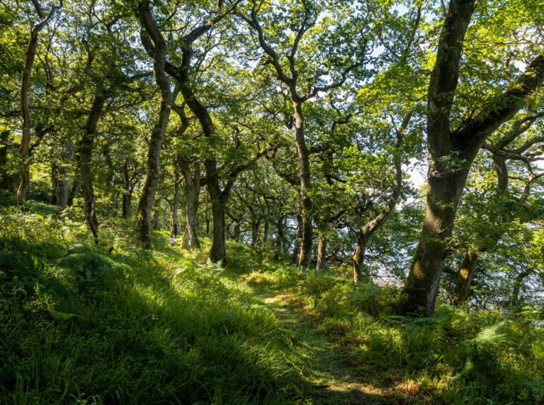 Ein Wanderweg in den Wäldern von Lawrenny mit uralten Eichen.