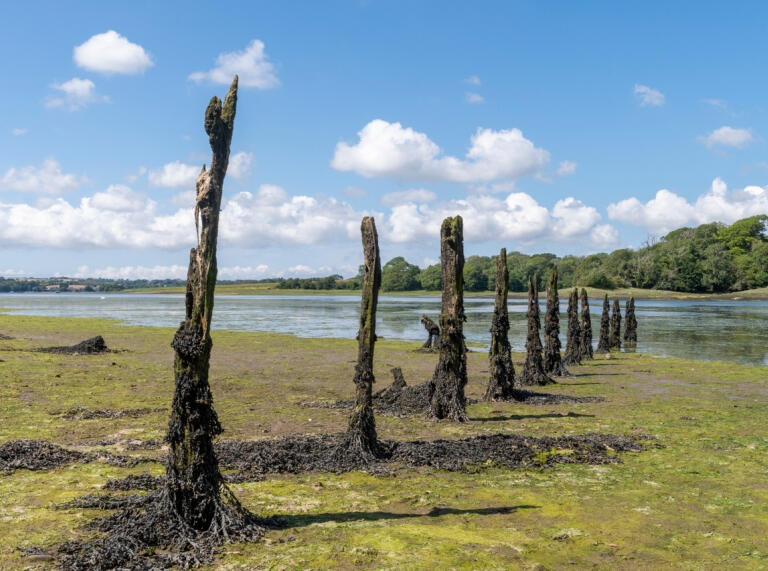 Old timbers sticking out of salt marsh along the on the Cleddau Estuary