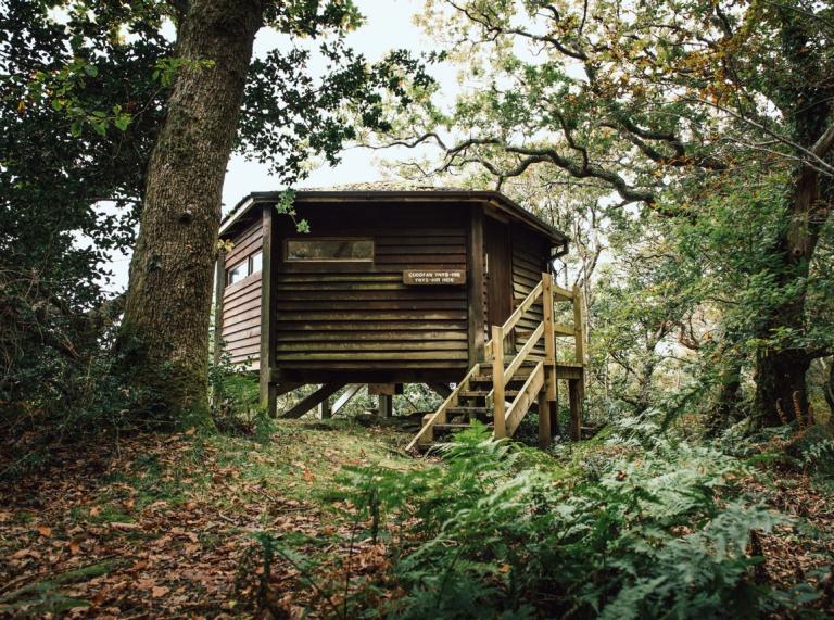 A wooden hide with stairs up to it in woodland.