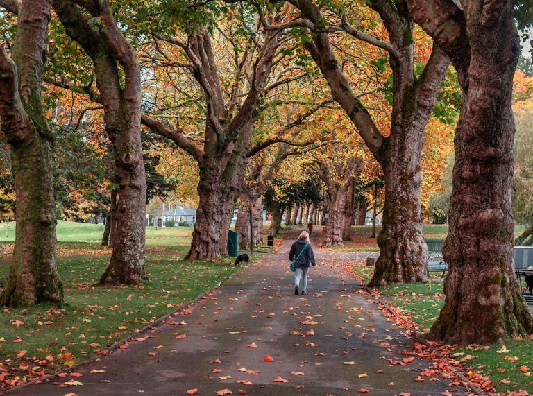 Woman walking along a tarmac path between ancient trees in autumn in Ynysangharad Park, Pontypridd 
