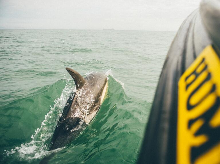 Rückenflosse und Oberkörper eines Delfins im Meer von einem Boot aus gesehen.