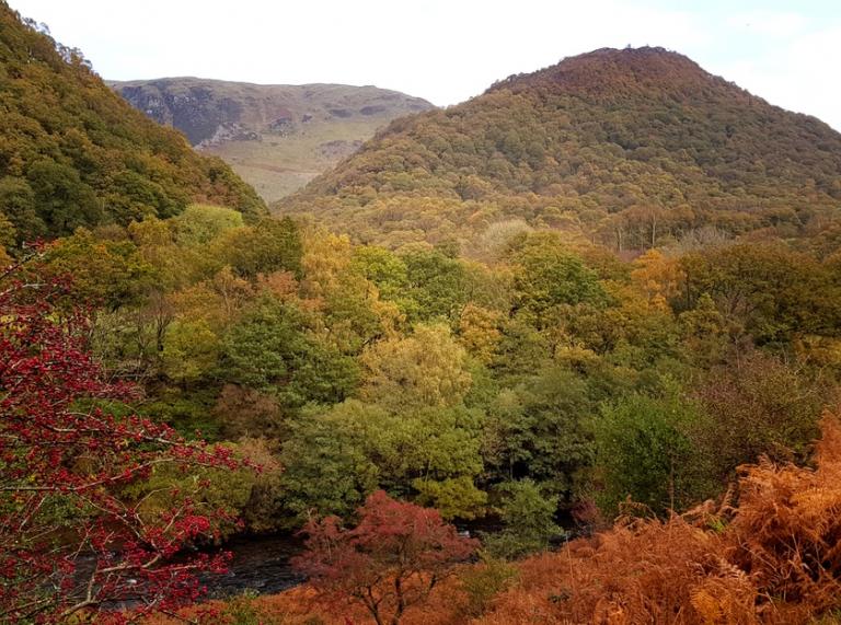Bäume auf Hügeln zeigen ihre goldene Herbstfärbung.
