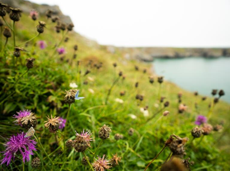 Lila Wildblumen auf Klippen mit Blick aufs Meer dahinter.