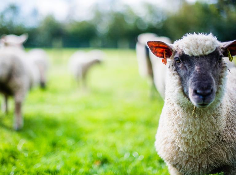 Schafe auf einem Feld.