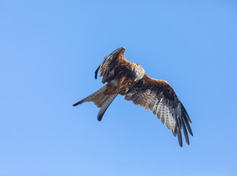 Red Kite flying in Bwlch Nant yr Arian