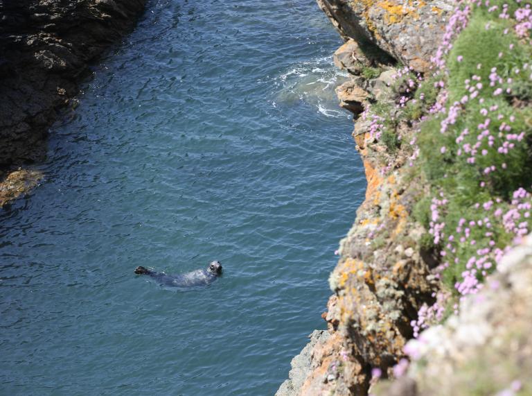 Sea lion enjoying the waters surrounding Bardsey Island, Gwynedd