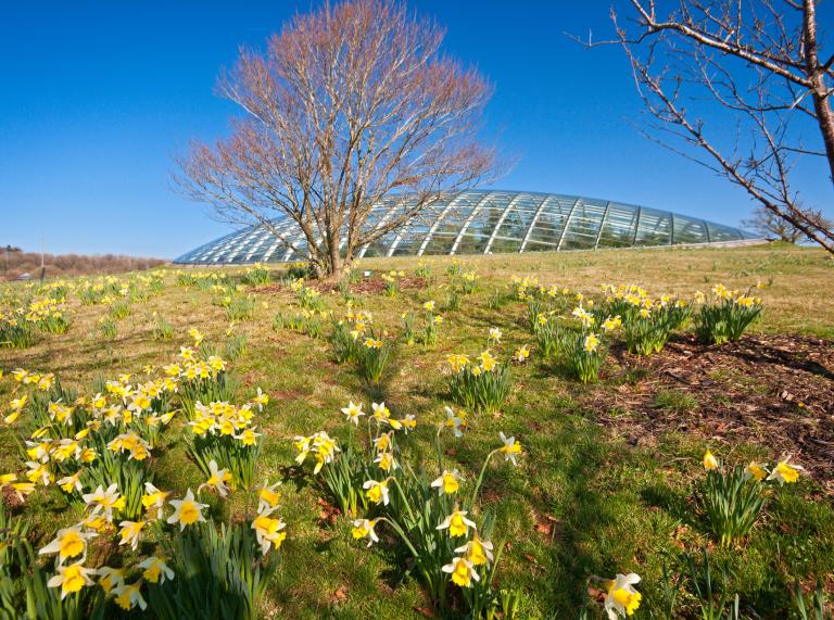 Daffodils in front of large glasshouse.
