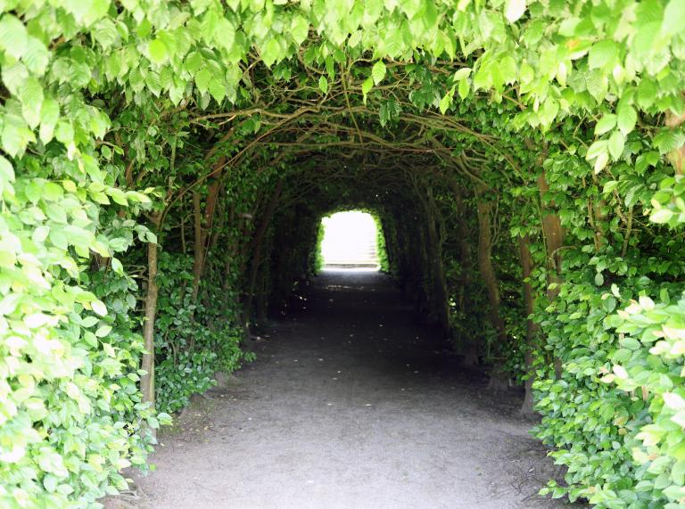 A long archway covered in green leafy vines at St Fagan's Museum.