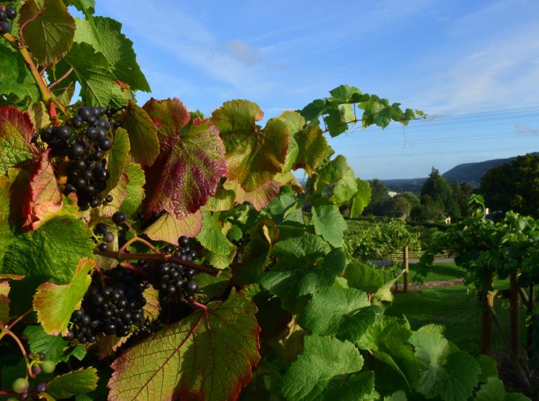 Leafy green blackberry bush with ripe fruits on, with views across the valley in the background.