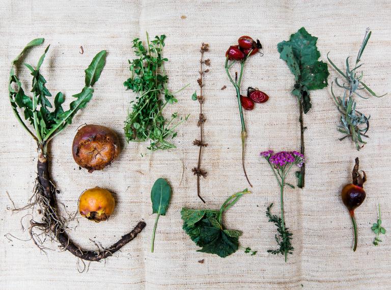 A selection of foraged plants on a cloth.
