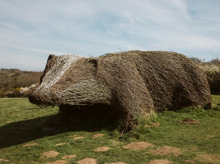 Giant willow badger at the Welsh Wildlife Centre.
