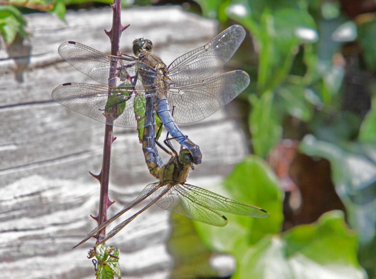 black tailed skimmers mating