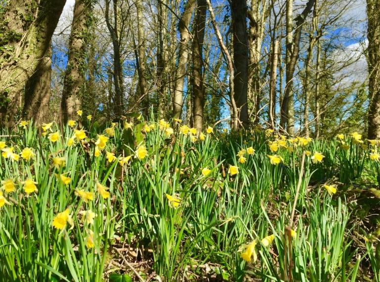 daffodils growing in wood with trees and sky in background