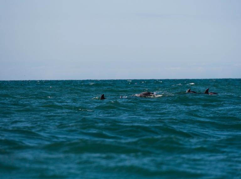 dolphins in sea 