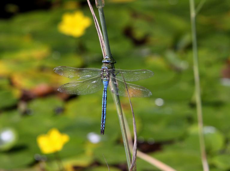 close up of an emperor dragonfly with blurred image of pond in background