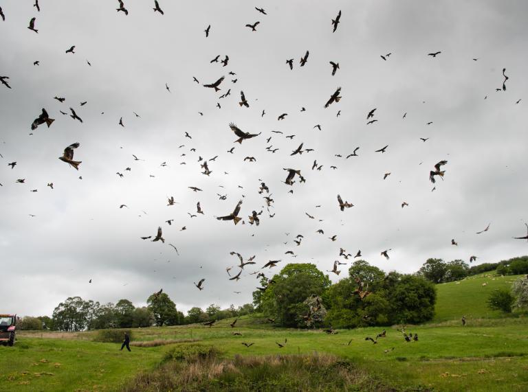 Red kites at feeding time, filling the skies at Gigrin Farm.