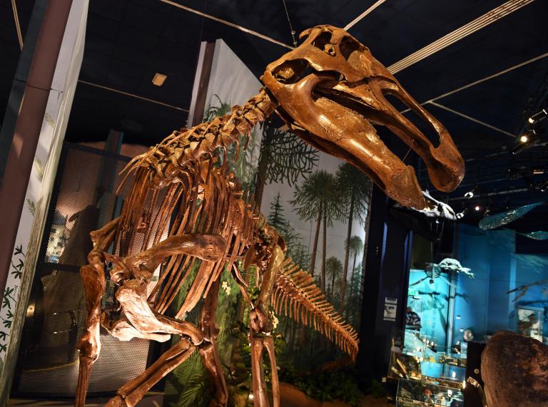 The skeleton of a large dinosaur on display at National Museum Cardiff.