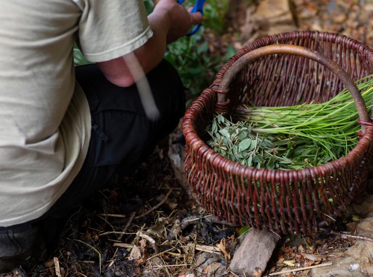Matt Powell foraging next to a basket of foraged plants