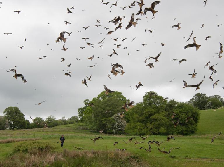 Red kites flying in the grey sky around green trees