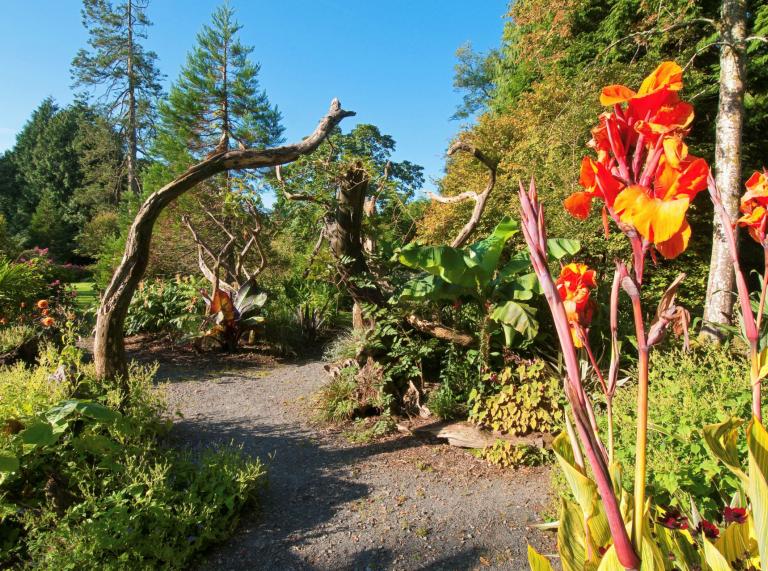 The exotic flowers and foliage lining the path at Picton Castle Gardens.