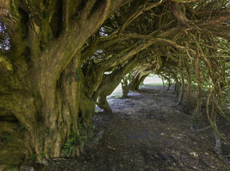 A tunnel created by Yew trees at Aberglasney Historic Garden.