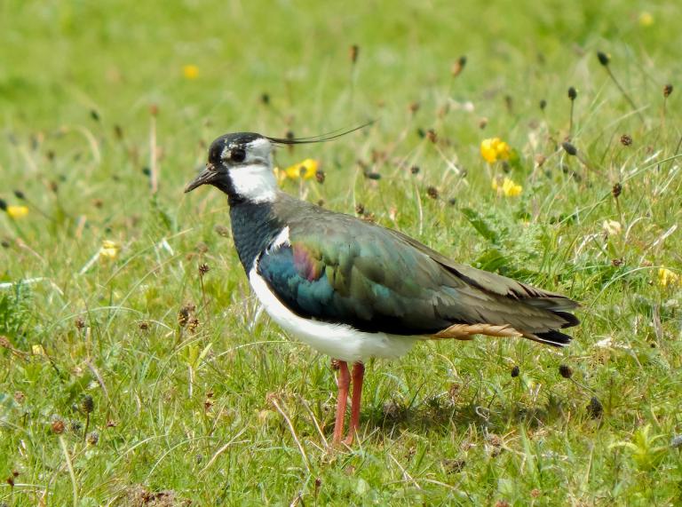 A bird standing on the grass