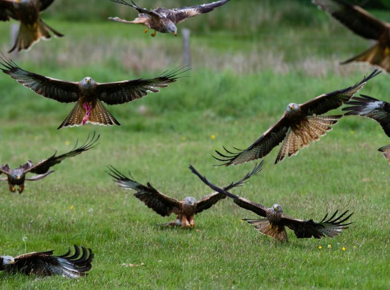 group of birds (red kites) flying and landing.