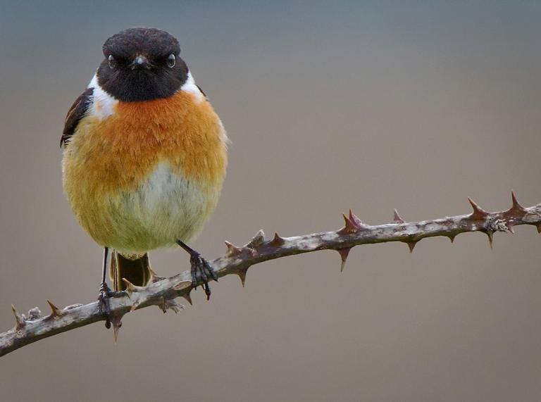bird  looking forward (male stonechat) on a thorny branch.