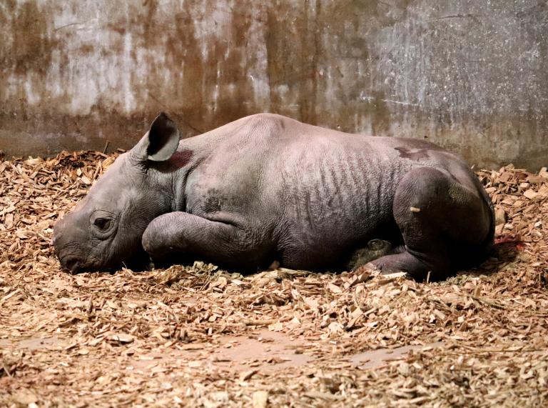 Male rhino calf lying down in bedding.