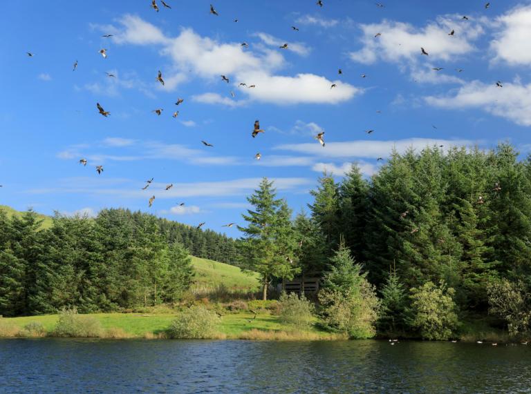 Red kites flying in blue skies over the blue lake and green trees.