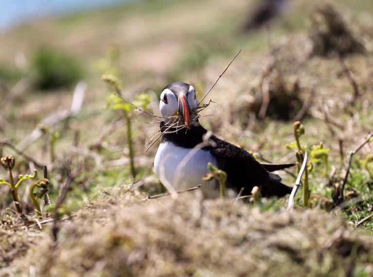 A puffin with nesting material in it's beak.