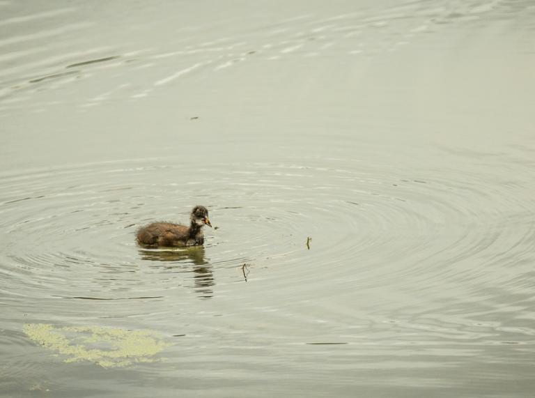 Bird floating in water at Newport Wetlands.