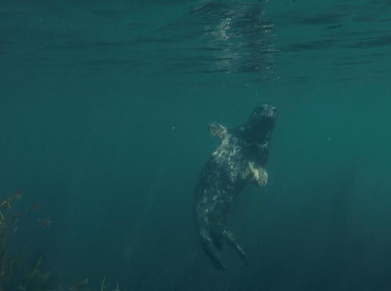 A grey seal in the sea