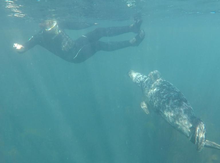 A person swimming in the sea with a grey seal