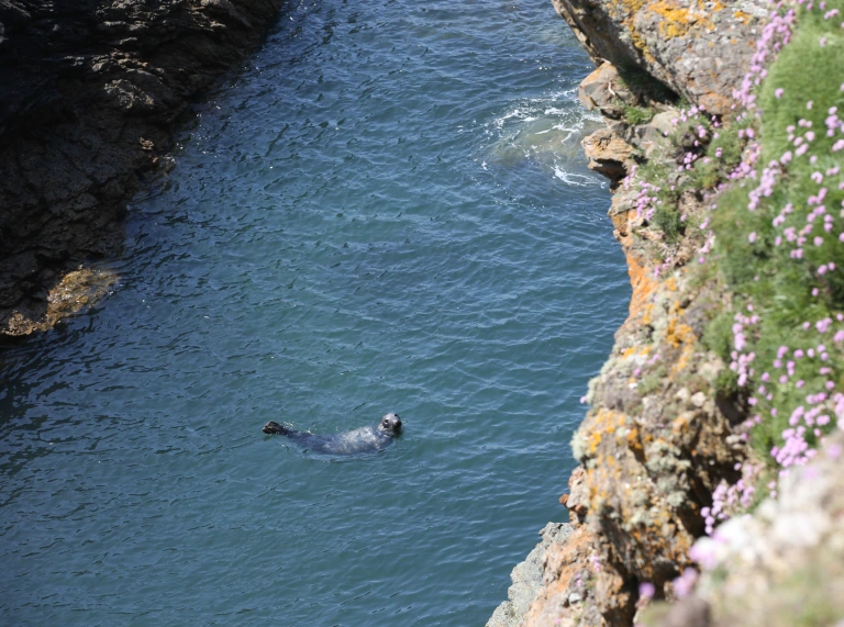 Seal in waters surrounding Bardsey Island, Gwynedd.