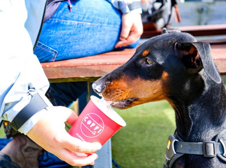 Arty the dog enjoying a puppaccino